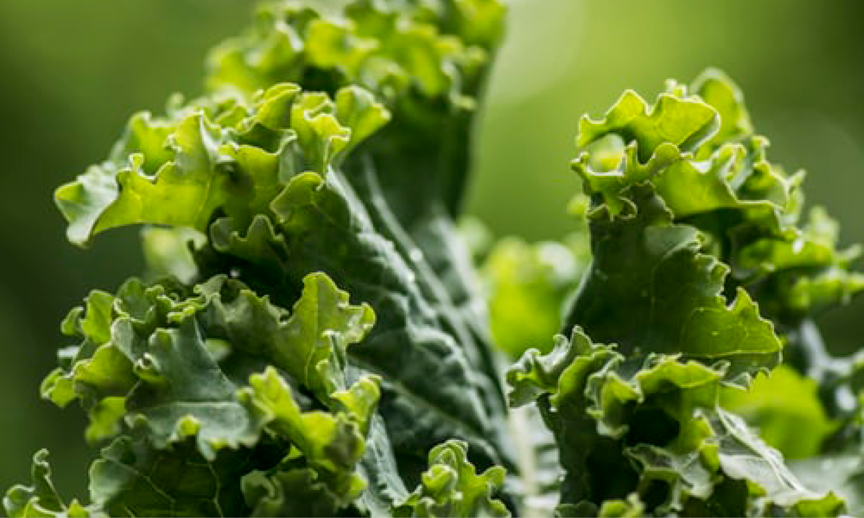 Super superfood: Kale | %%sitename%% | Strenghten your immune system
